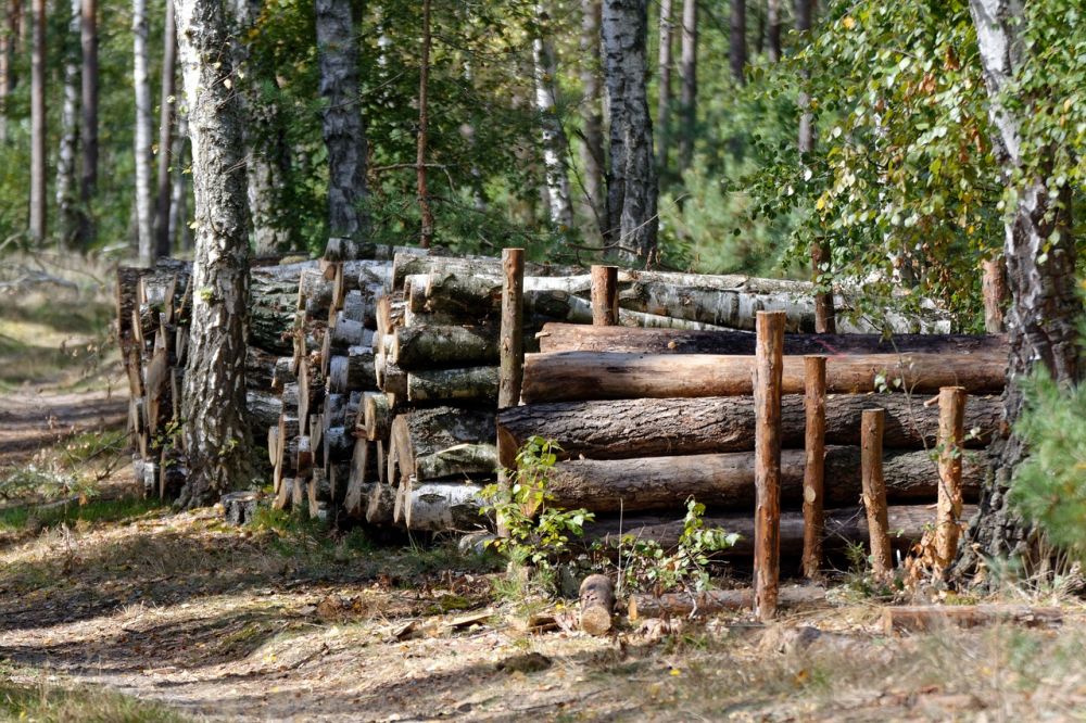 En guide till professionell trädfällning i Jönköping