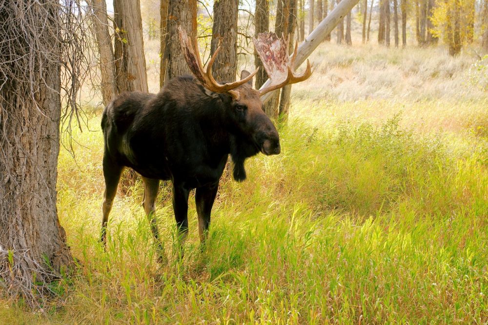 Moosepark i småland  nära möten med skogens konung