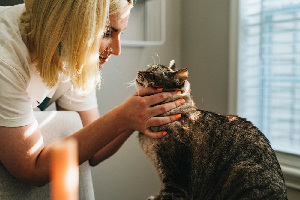 Veterinär Stockholm: trygg och personlig vård för hund och katt